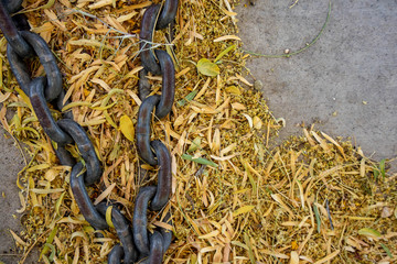 Pieces Of Chain In Yellow Palo Verde Leaves On The Ground