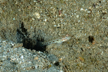 Saffrong Shrimp-goby Ctenogobiops crocineus
