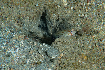 Saffrong Shrimp-goby Ctenogobiops crocineus