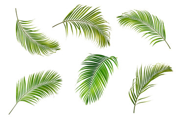 Collection of palm leaves isolated on white background