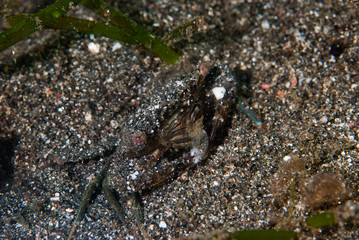 Shrimp-Goby Vanderhorstia sp.