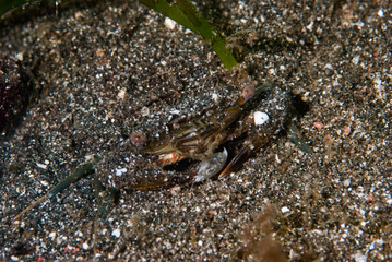 Shrimp-Goby Vanderhorstia sp.