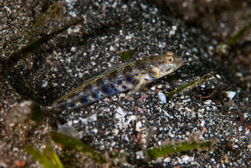 Fototapeta na wymiar Shrimp-Goby Vanderhorstia sp.