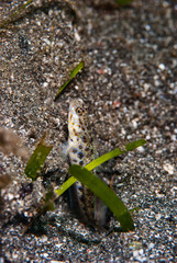 Shrimp-Goby Vanderhorstia sp.