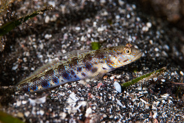 Fototapeta na wymiar Shrimp-Goby Vanderhorstia sp.