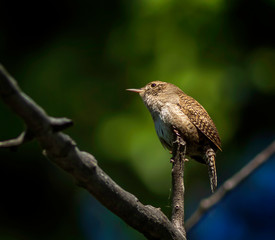 House Wren Perched In A Tree Looking Left