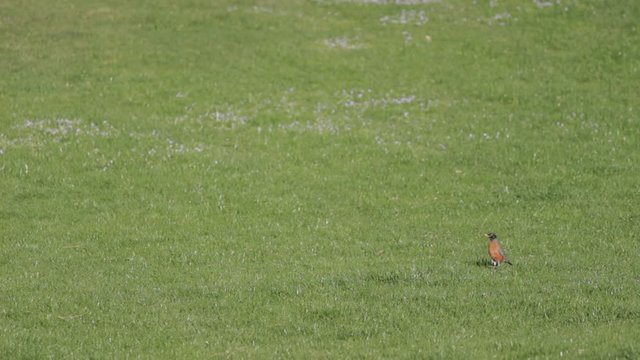 American Robin Bird Walking Through Field Of Green Grass In Park