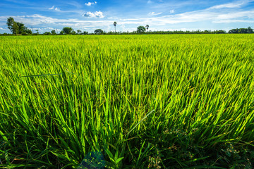 Beautiful green cornfield with fluffy clouds sky background.