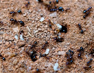Ants on the ground
