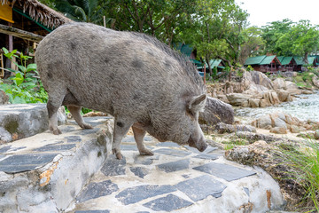 Big pig near the beach cafe on the island of Phangan, Thailand.