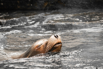 Naklejka premium beautiful californian sea lion swimming
