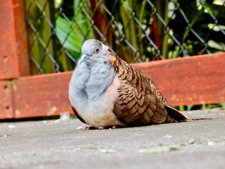 Bar-shouldered Dove