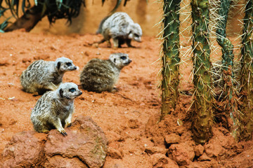 Fototapeta premium suricate, Group of Meerkat in desert national park