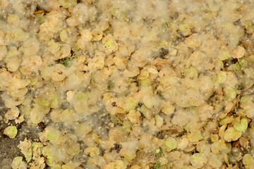 poplar fluff on the ground in early 