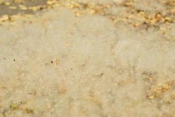 poplar fluff on the ground in early 