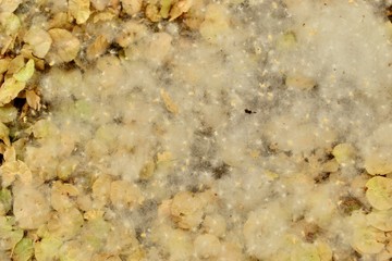 poplar fluff on the ground in early 