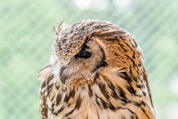 見つめるフクロウ（ベンガルワジミミズク）