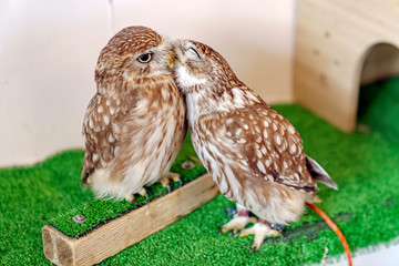 じゃれ合うふくろう（コキンメフクロウ）