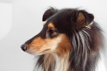 Dog english yellow on grey background