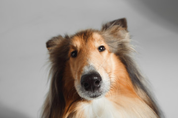 Fototapeta premium Dog english yellow on grey background