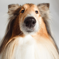 Fototapeta premium Dog english yellow on grey background