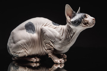 Portrait of a Sphinx cat on a dark background with dramatic light