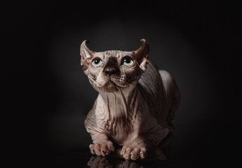 Portrait of a Sphinx cat on a dark background with dramatic light