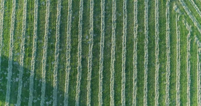 Aerial Flyover of Grass Hay Windrows after Cutting in Warm Evening Light Zooming In