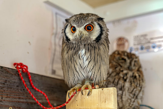 アフリカオオコノハズク の画像 347 件の Stock 写真 ベクターおよびビデオ Adobe Stock