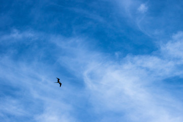 flying in teh Blue Sky