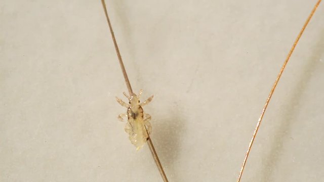 Louse isolated on a white background moving through a hair, moving the antentas and advancing on the hair.