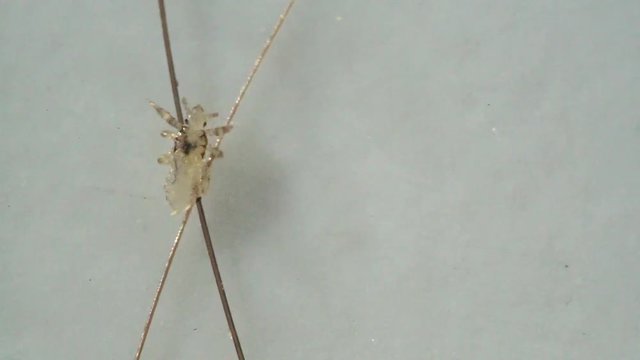 Louse isolated on a white background moving through a hair, moving the antentas and advancing on the hair.