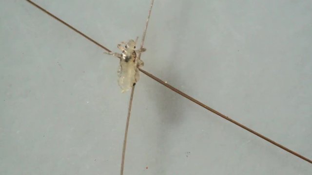 Louse isolated on a white background moving through a hair, moving the antentas and advancing on the hair.