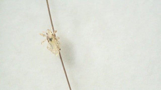 Louse isolated on a white background moving through a hair, moving the antentas and advancing on the hair.