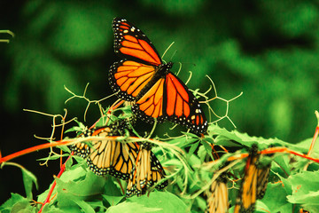 Monarch Butterfly in Michoacan Mexico mexican monarca