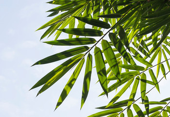 Fototapeta na wymiar Bamboo leaves green on sky background.