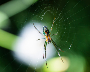 ara&ntilde;as tejedoras