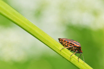 Forest bug sitting on a branch.