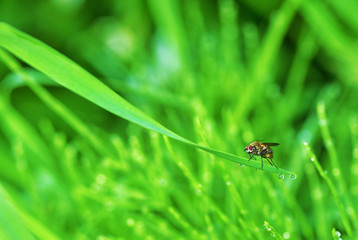 The fly sits on a green sheet.