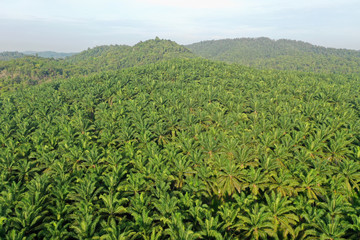 Palm oil plantation at rainforest edge. Deforestation in Malaysia destroys rain forest for oil palms