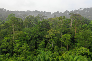 Palm oil plantation at rainforest edge. Deforestation in Malaysia destroys rain forest for oil palms - obrazy, fototapety, plakaty