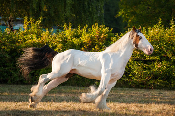 Young beautiful drum horse drumhorse stallion white and red orange portrait playing gallopping  freely in the green field  background and sunny day pasture enjoy freedom