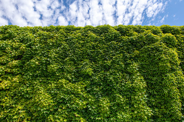 Beautiful green hedge fence with blue sky.