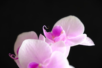 closeup of pink orchid flower petal