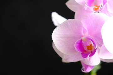 Fototapeta na wymiar closeup of pink orchid flower petal