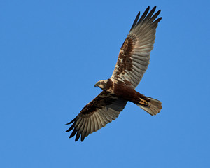 Western marsh harrier (Circus aeruginosus)