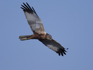 Western marsh harrier (Circus aeruginosus)