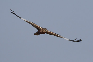 Western marsh harrier (Circus aeruginosus)