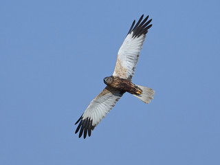 Western marsh harrier (Circus aeruginosus)