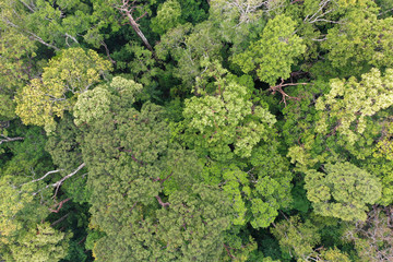 Rainforest trees forest aerial photo